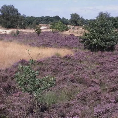 Natuurhuisje Oisterwijk